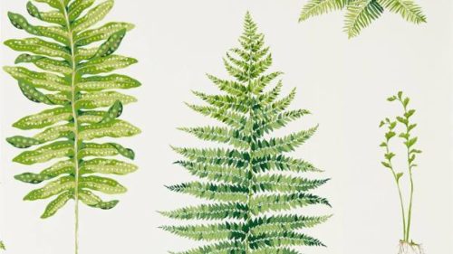 Fernery 216633